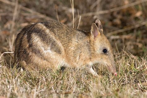 bandicoot|bandicoot wikipedia.